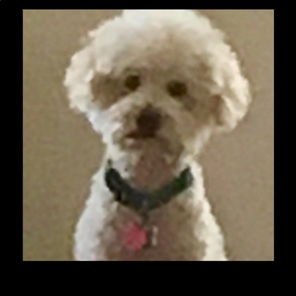 Toby - Picture 1 of 1